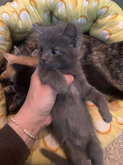 котята ищут себе дом