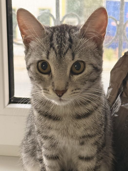 Кошка пародистый