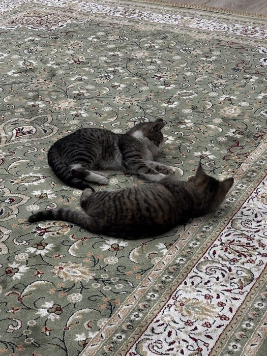 ищем хозяев для котенков