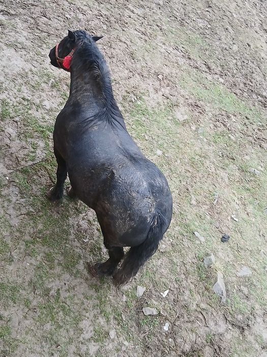 Iapă de vânzare.