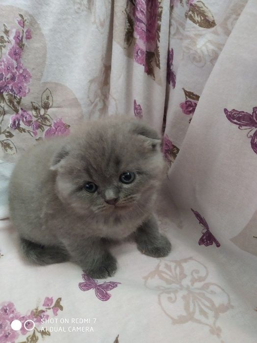 Продаются котята скоттиш-фолд