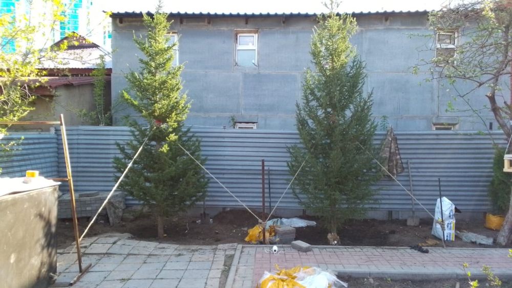 Ели и сосны с посадкой и гарантией