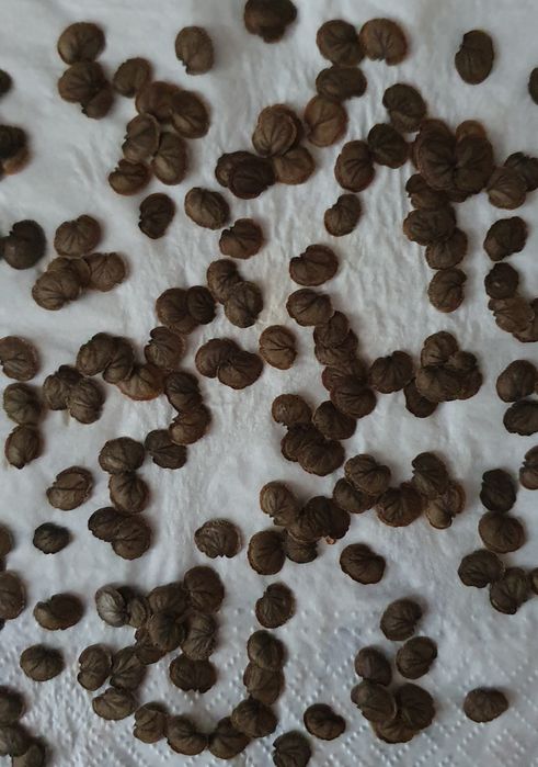 Продам семена лунарии