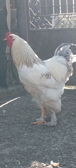 Cocoși Brahma și Frezat
