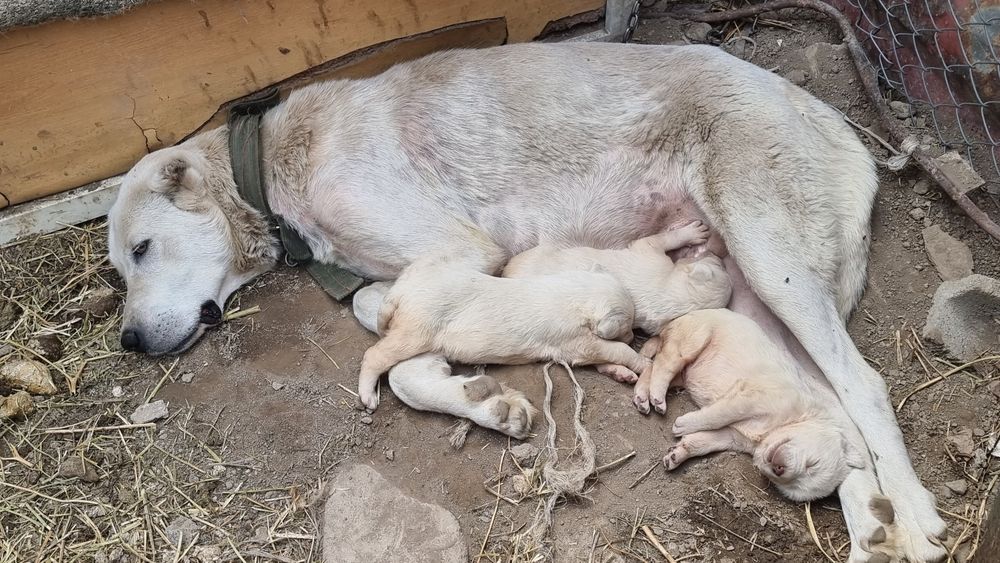 Обмен шенят Алабая срочно
