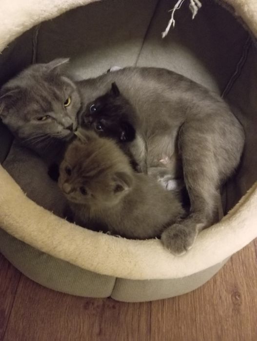 Котята британцы веслоушки