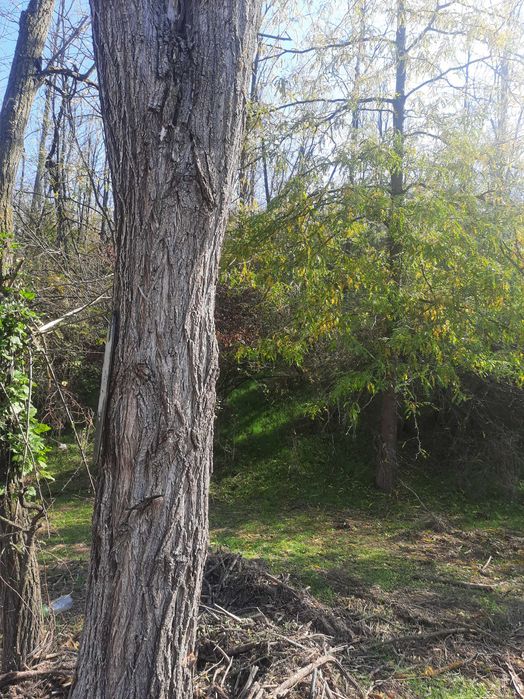 Bustean de salcâm de vinzare 300 metri cubi