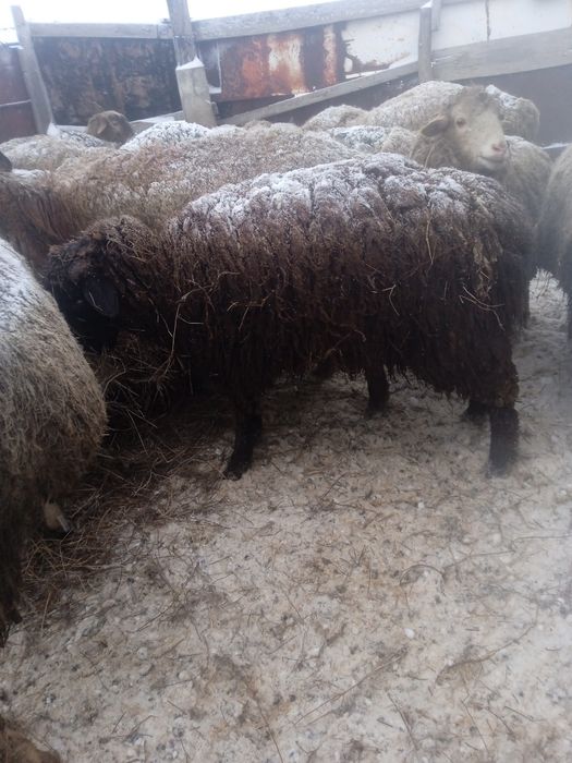 Продается ярочки, ұрғашы тоқтылар