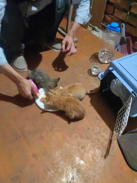 Подарявам котенце