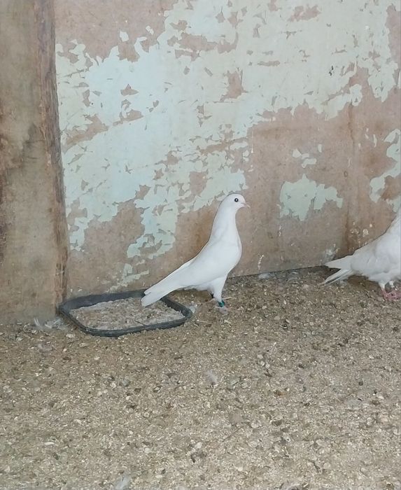 Бакинские Голуби.