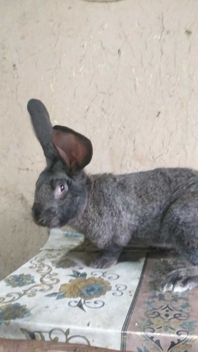 Кролик породы ФЛАНДР