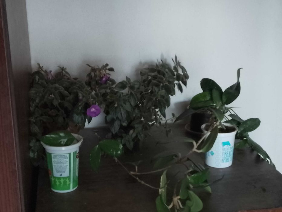 Продавам стайни цветя