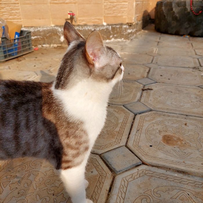 Кошка умная девочка