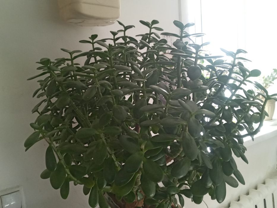 Денежное дерево или толстянка