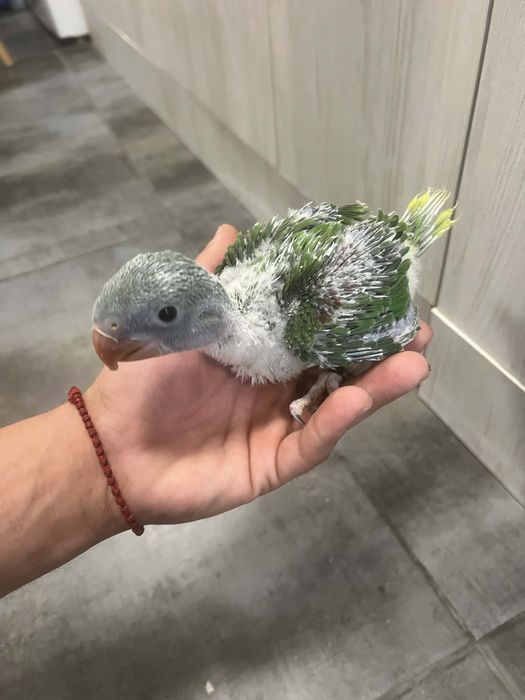 Голям Александър