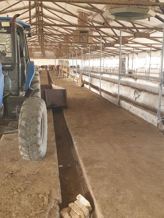 Продаётся ферма для скота 6 гектаров кадастр имеется Ташкент область у