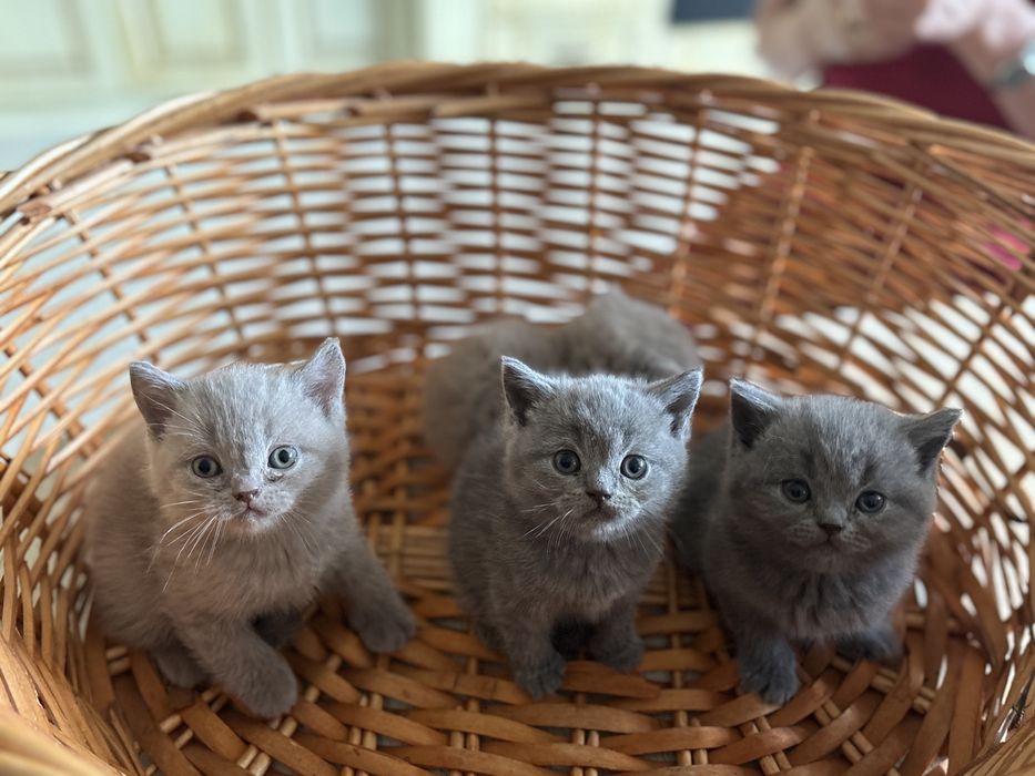Британские котята