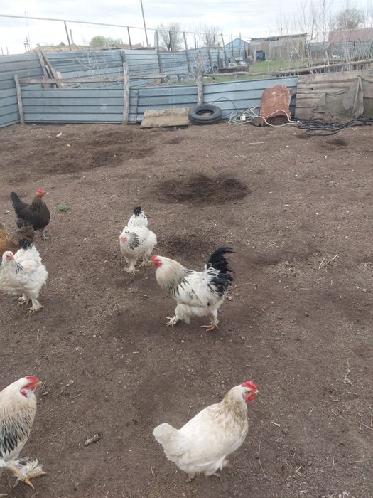 Брама әтештер сатылады бір жылдық