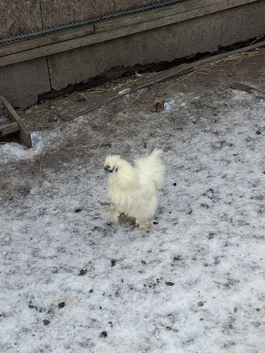 Vand 2 cocoși și 2 găinușe  corcite