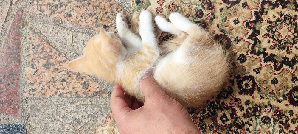 Отдам котенка девочку бесплатно в добрые руки
