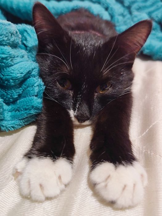 Кот ищет дом ^._.^