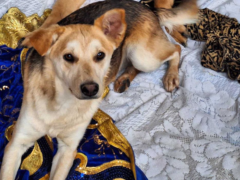 Пристраивается девочка Соня, только в ответственные ручки