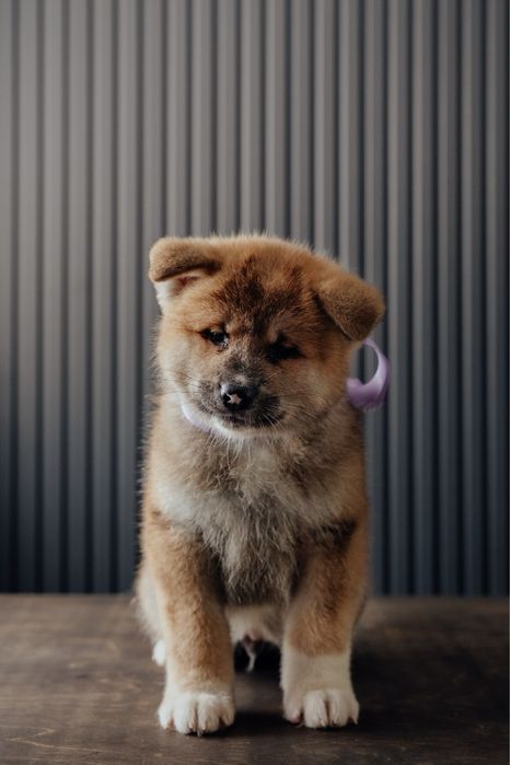 Щенки Акита Ину (хатико)