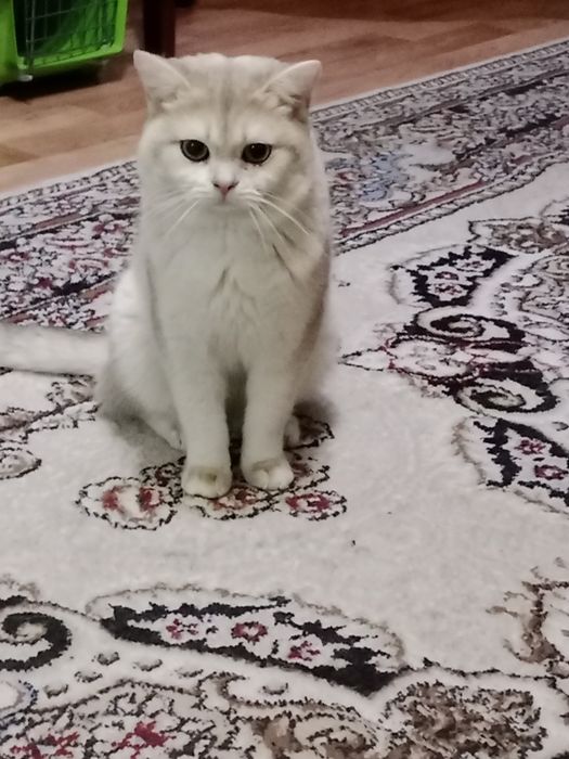 Вязка  Скотиш Страйд.