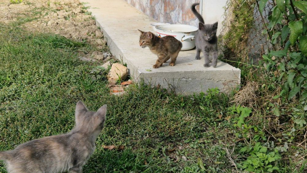 Подарявам котенца