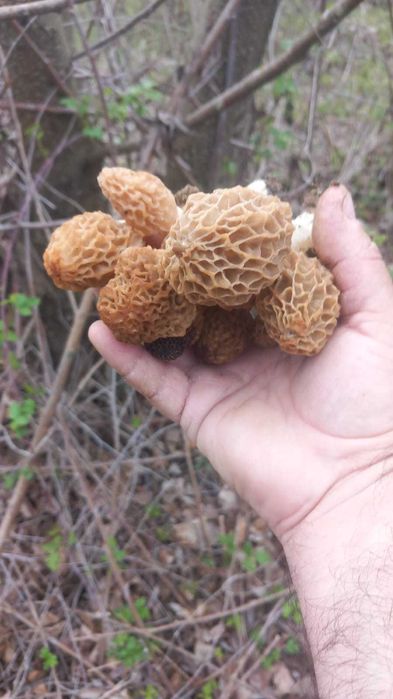 Zbarciogi uscati morcela esculenta