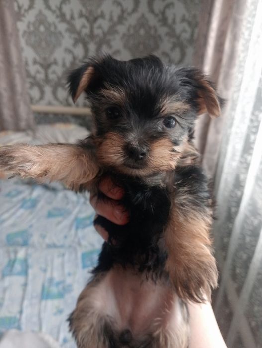 Продам щенков Йорк