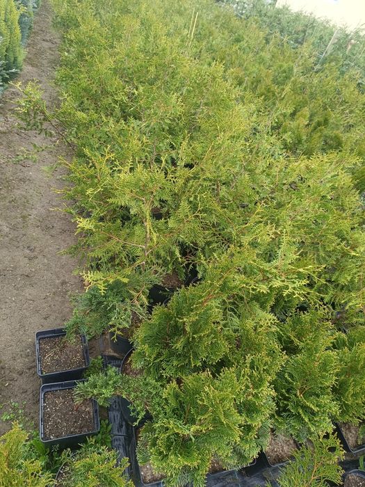 Tuia smarald , Leylandii, Globulari, Laur Englezesc