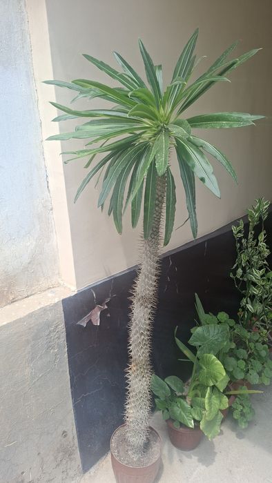Paxipodyom tikanli gul