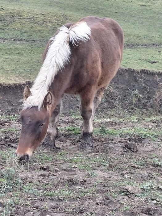 Manz greu din părinți de excepție