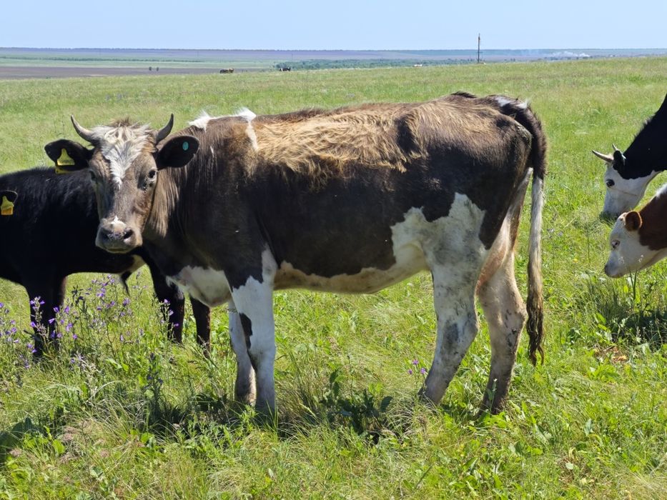 Продам КРС на разведение