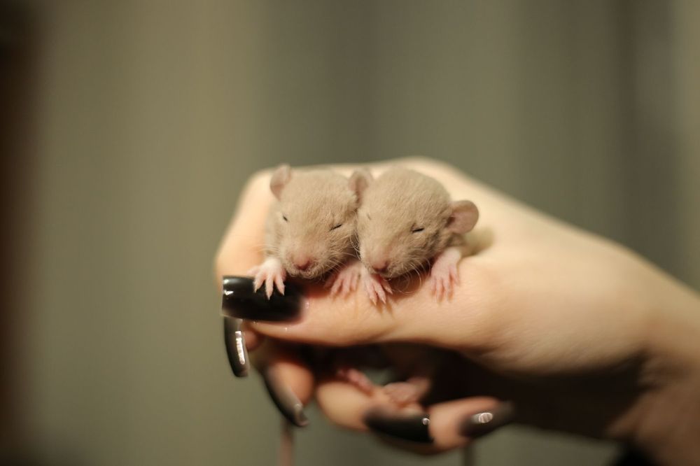 Крысята Дамбо малыши