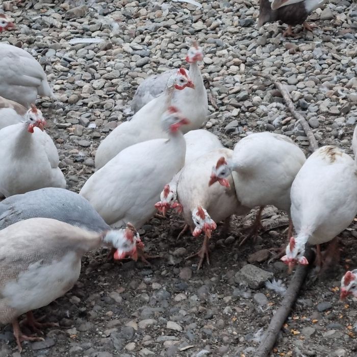 Ouă de bibilică culori rare