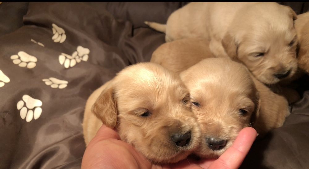 Чистокръвени  голдън ретривър женски и мъжки 
Мъжки и женски 
К