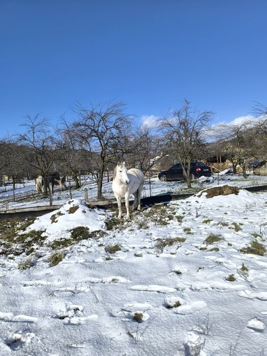 Iapă de vânzare ,vârstă 9 ani