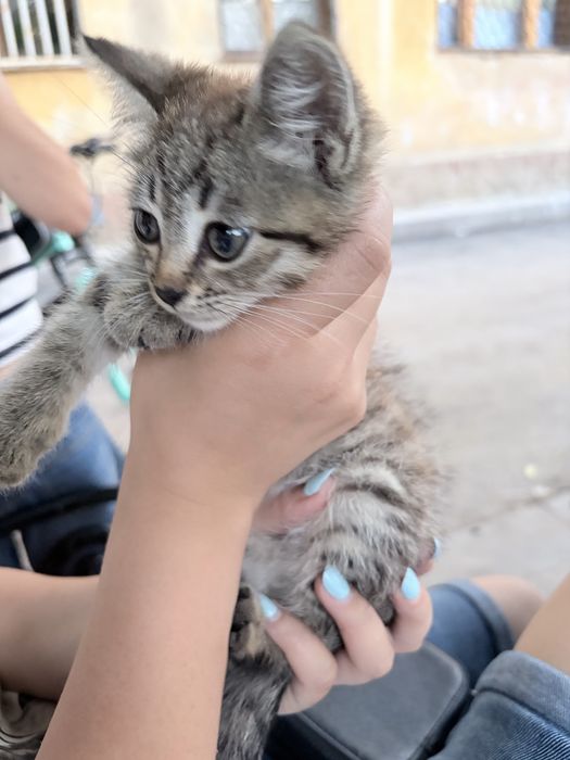 Отдам котика даром