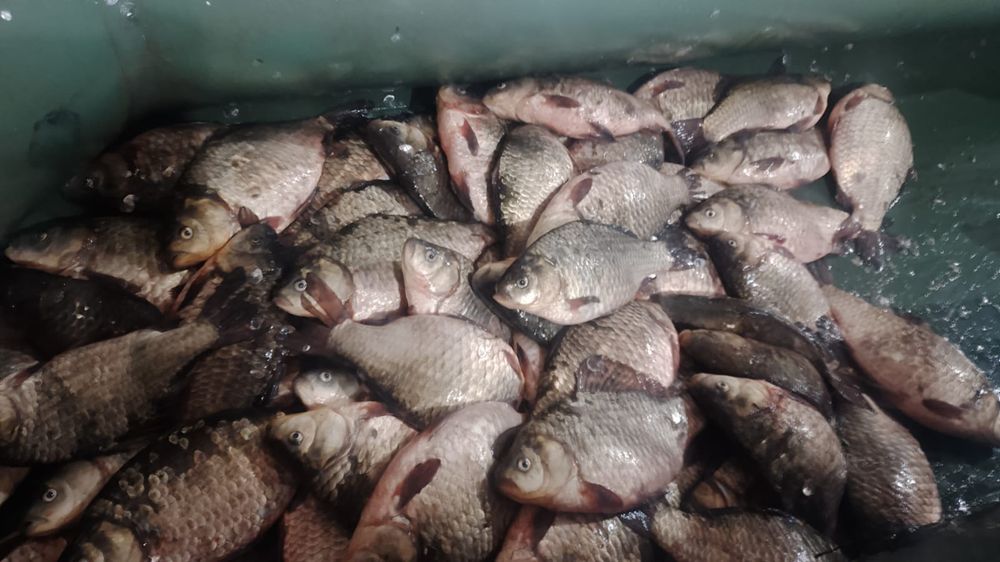 Продам  свежего карася