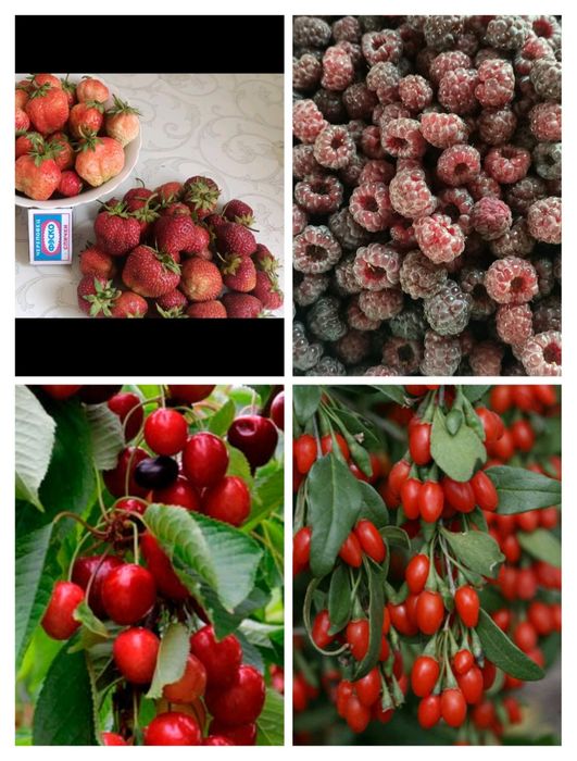 Продам саженцы ягод