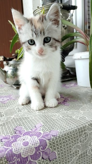 Отдам котят даром