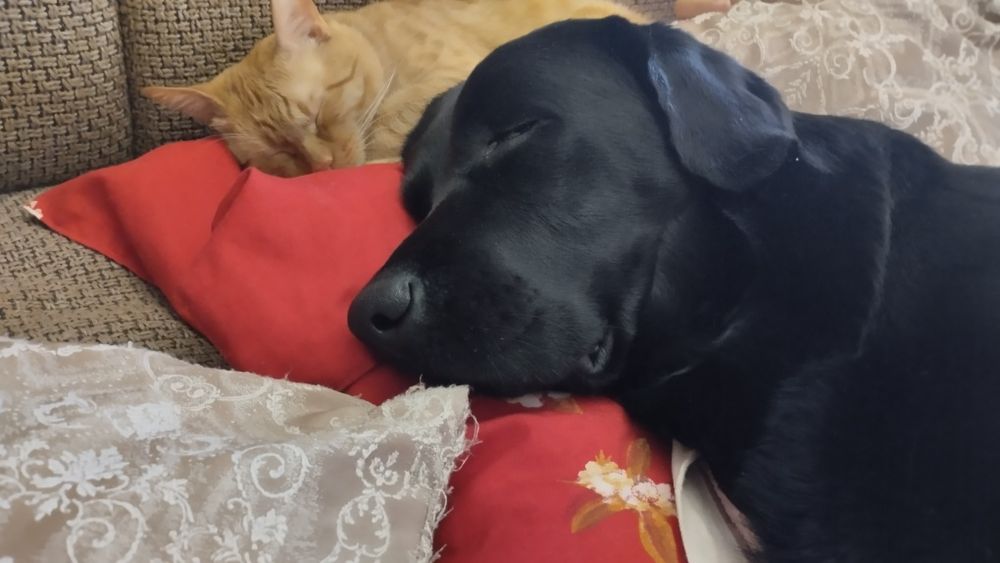 Вязка лабрадор ретривер