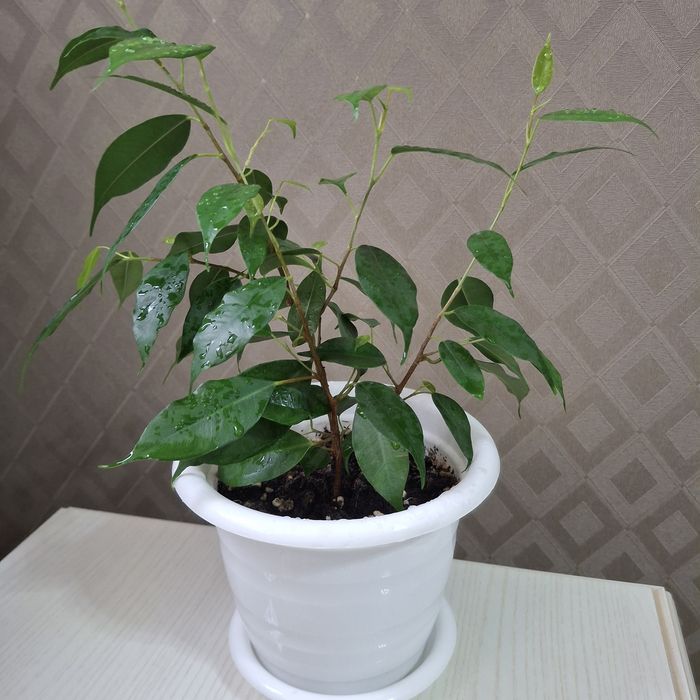 Продам фикус Бенджамина