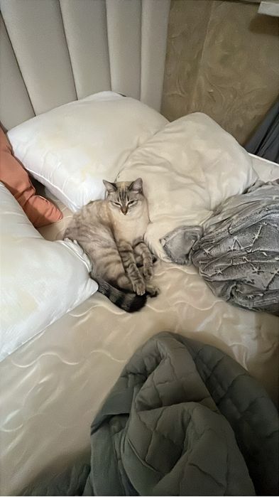 Отдам кошечку в добрые руки