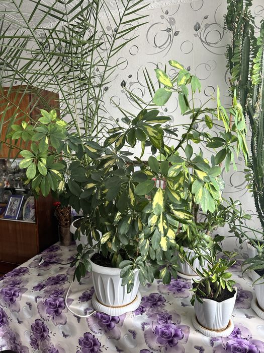 Продаю растение шеффлера