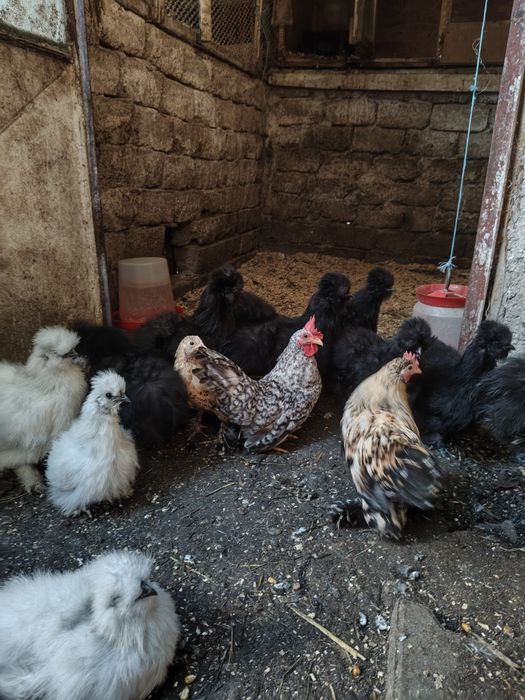 găini  chabo,mătase japoneza și mii de flori