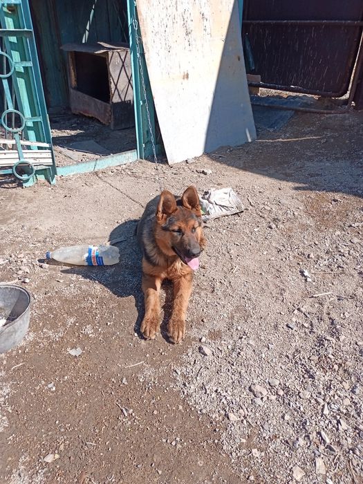 Продается щенок немецкой овчарки