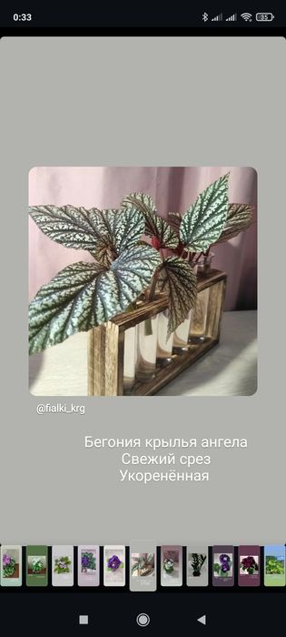 Фиалка трейлер мини самовывоз Актас